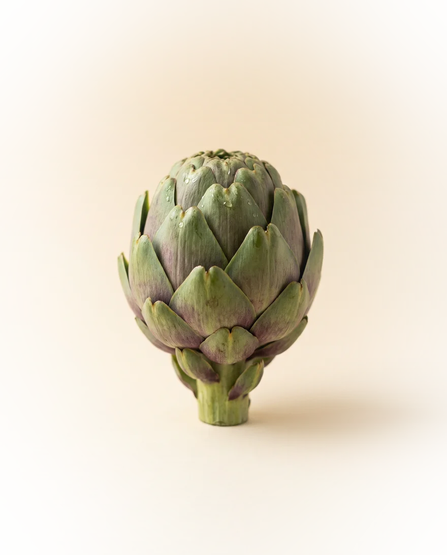 Verse artisjok (Cynara scolymus)