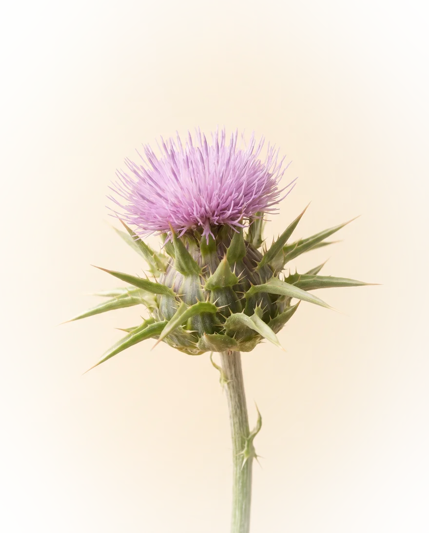 Mariadistelbloem (Silybum marianum)