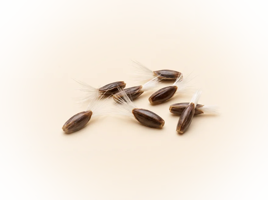 Gedroogde mariadistelzaden