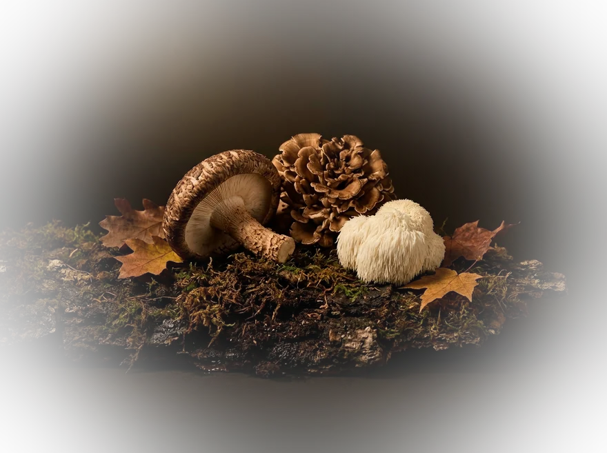 Shiitake, maitake en pruikzwam op bosgrond