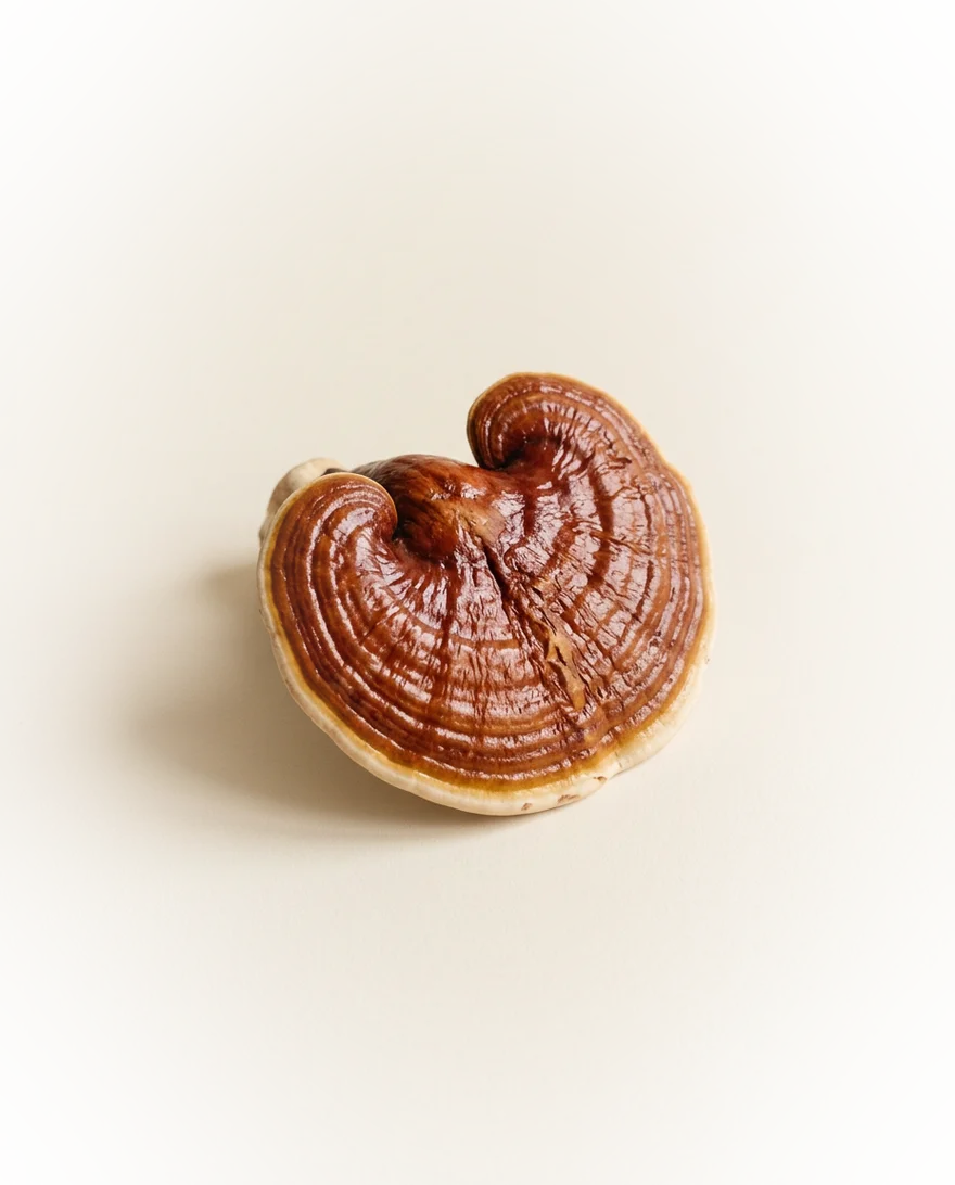 Gedroogde reishi (Ganoderma lucidum)