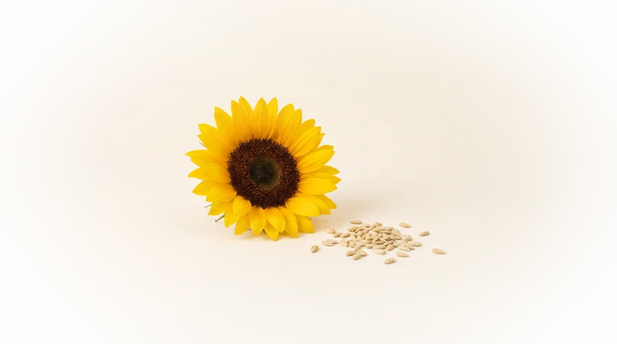 Zonnebloem met gepelde zonnebloempitten