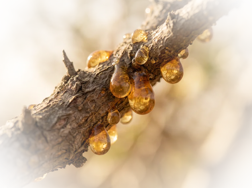 Druppels acaciagom (Arabische gom) op een tak van de Acacia senegal