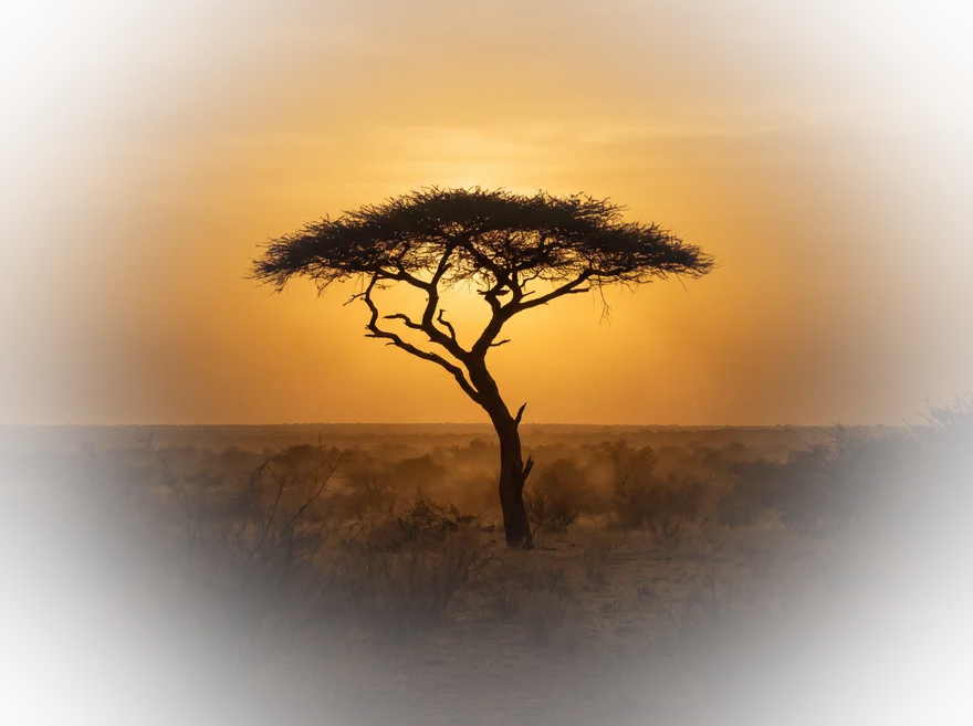 Acaciaboom in de Sahel bij zonsondergang