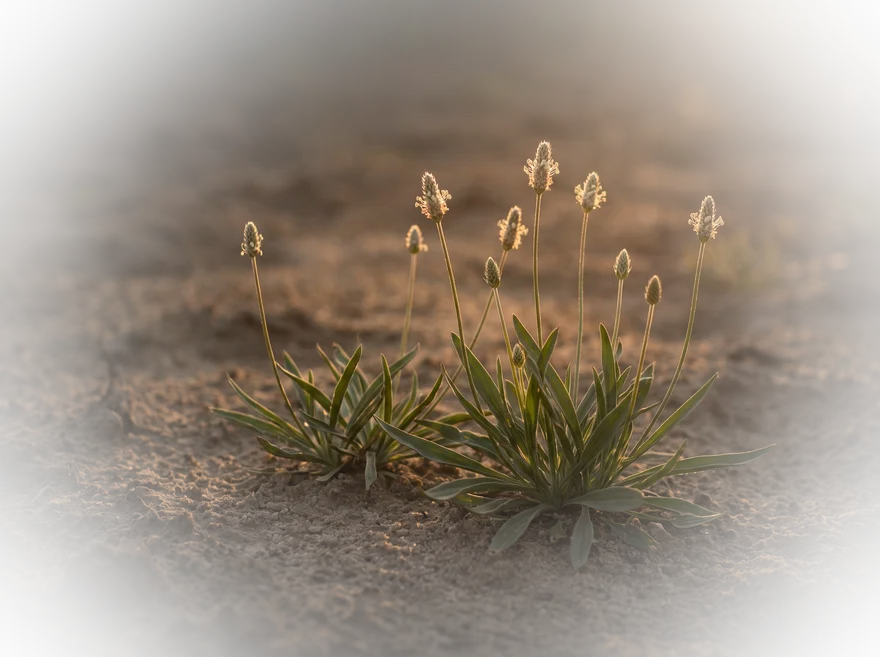 Plantago-planten met zaadaren in warm avondlicht