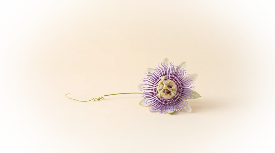 Passiebloem (Passiflora incarnata) met rank